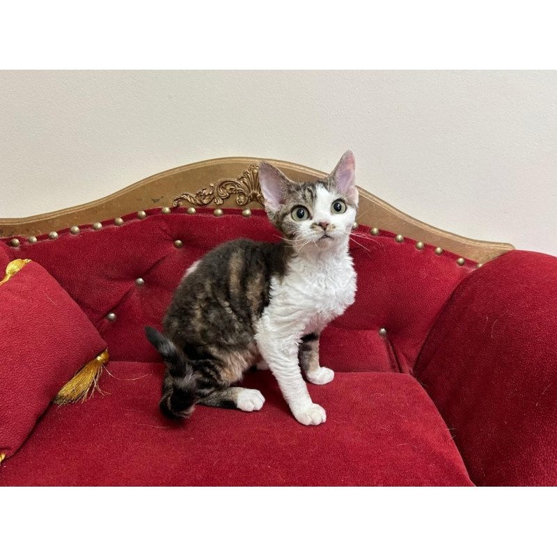 Devon Rex A Dafnia
