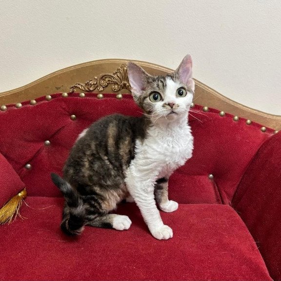 Devon Rex A Dafnia