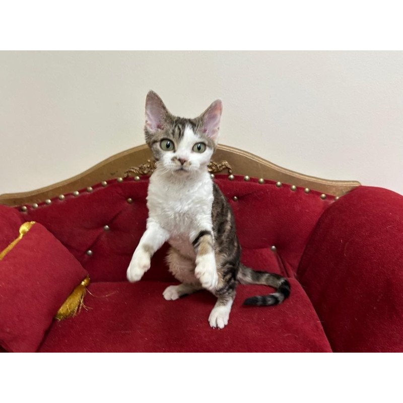 Devon Rex A Dafnia