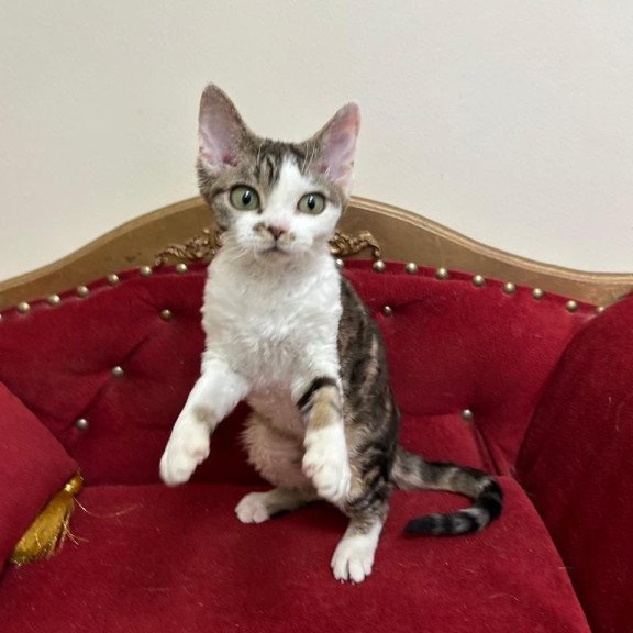 Devon Rex A Dafnia
