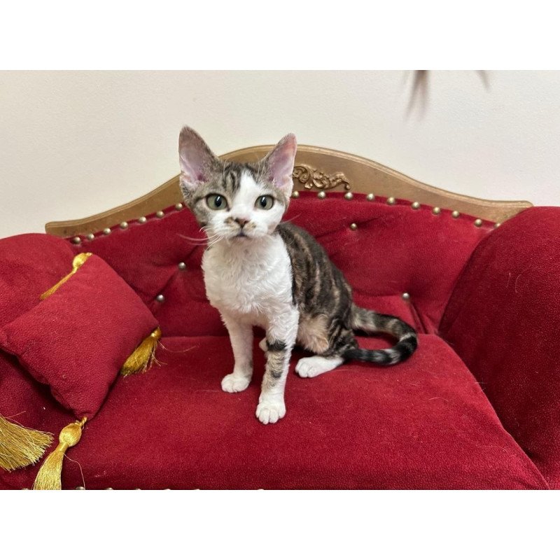 Devon Rex A Dafnia