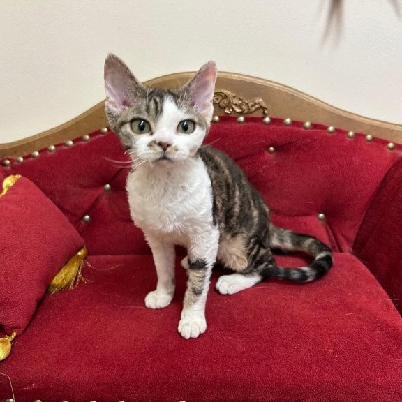 Devon Rex A Dafnia