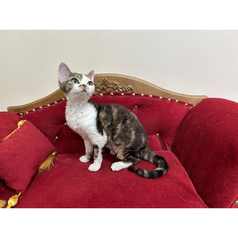 Devon Rex A Dafnia