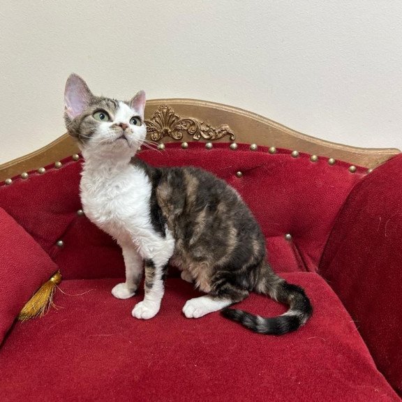 Devon Rex A Dafnia