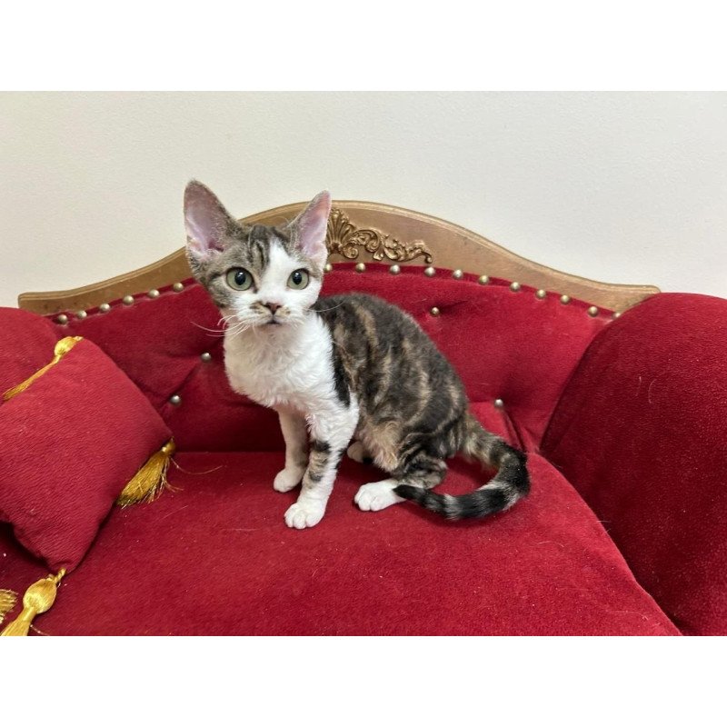 Devon Rex A Dafnia