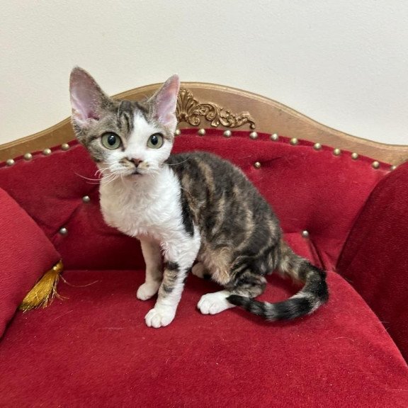 Devon Rex A Dafnia