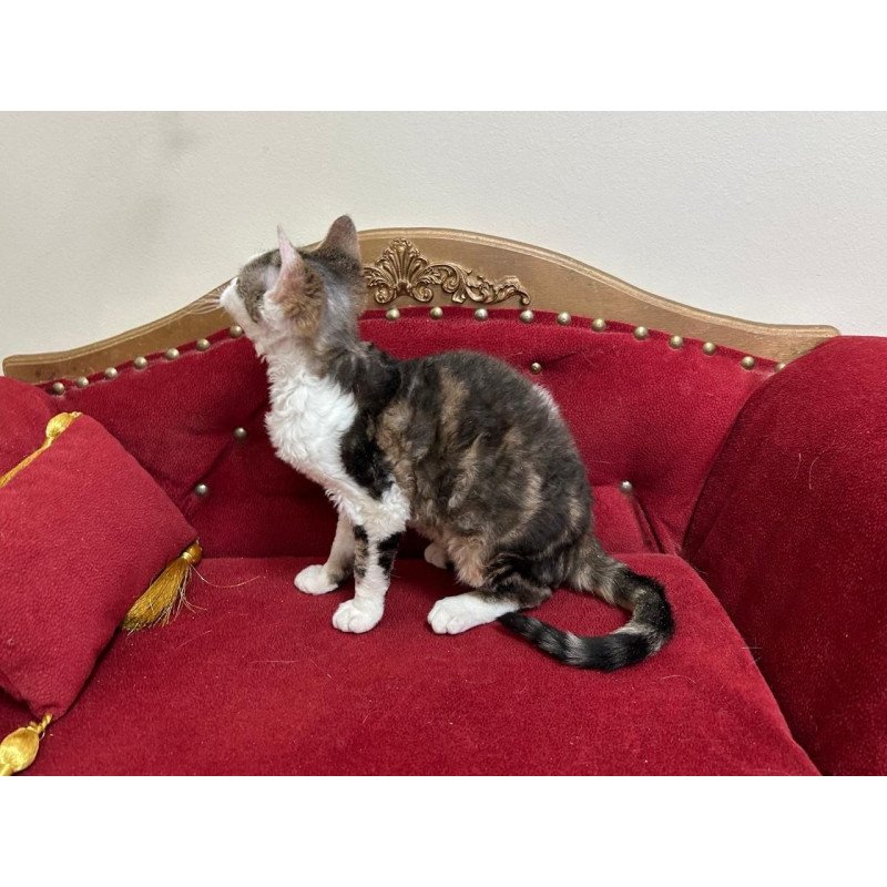 Devon Rex A Dafnia