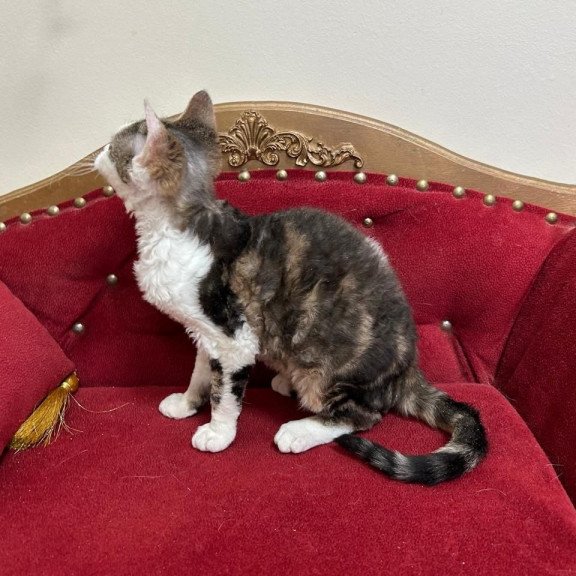 Devon Rex A Dafnia