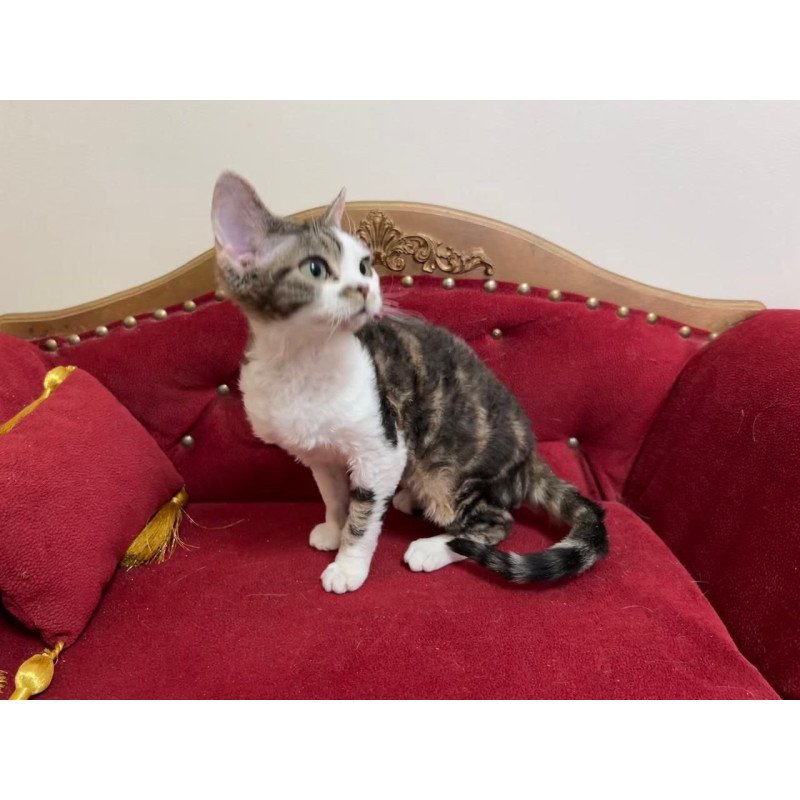 Devon Rex A Dafnia