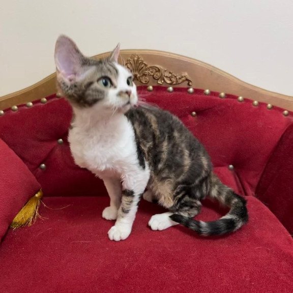 Devon Rex A Dafnia