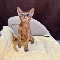 Abyssinian A Capa