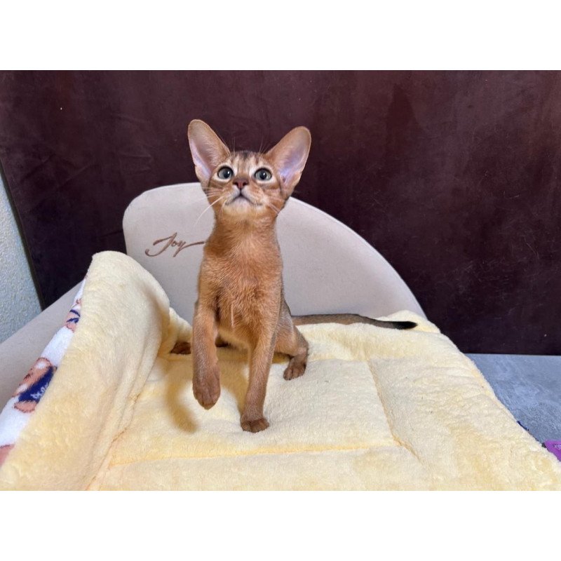 Abyssinian A Capa