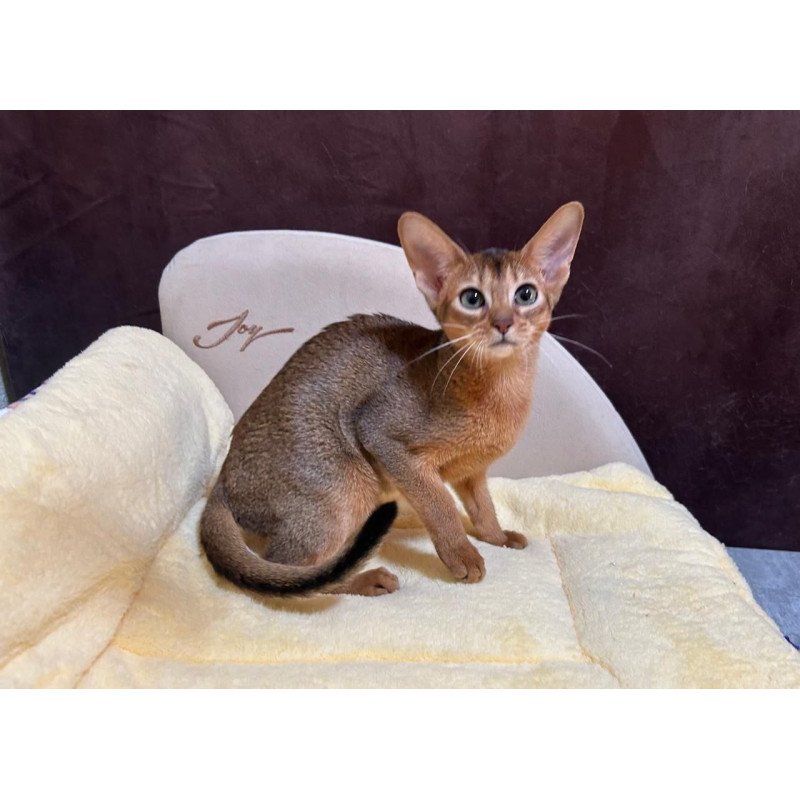 Abyssinian A Capa