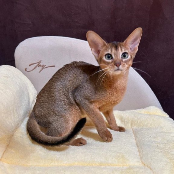 Abyssinian A Capa