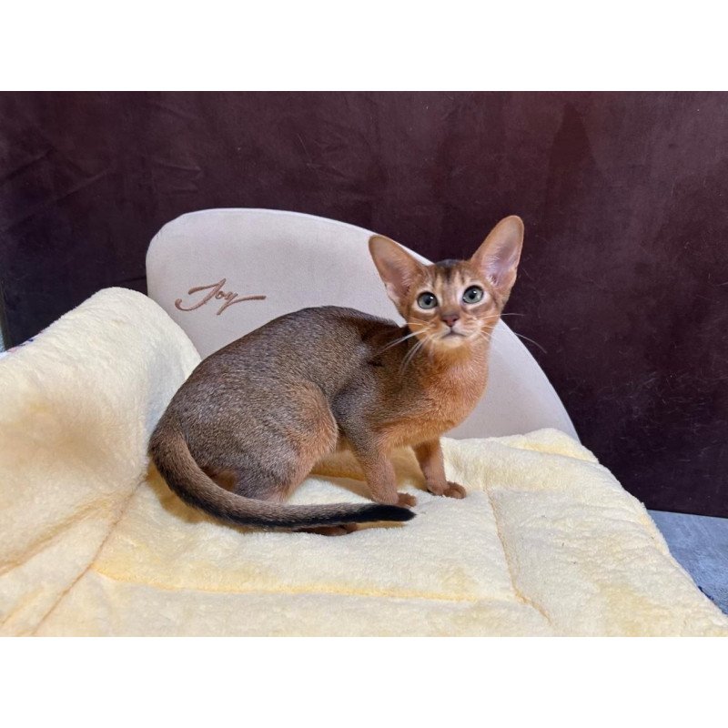 Abyssinian A Capa