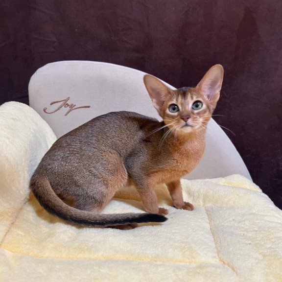 Abyssinian A Capa