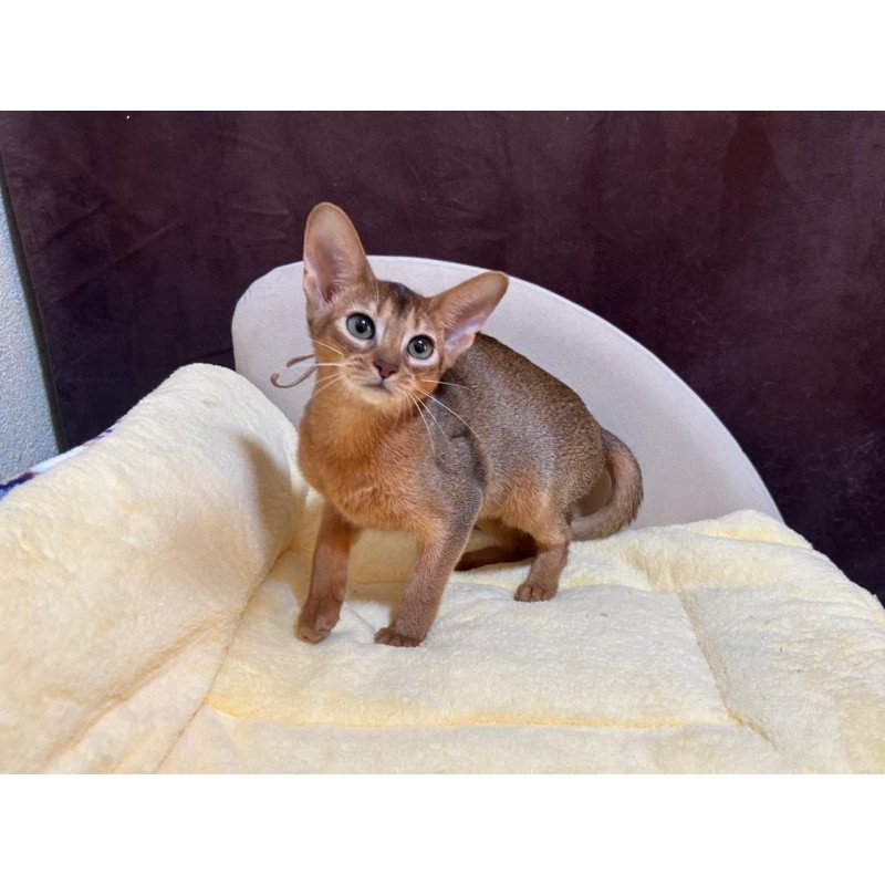 Abyssinian A Capa