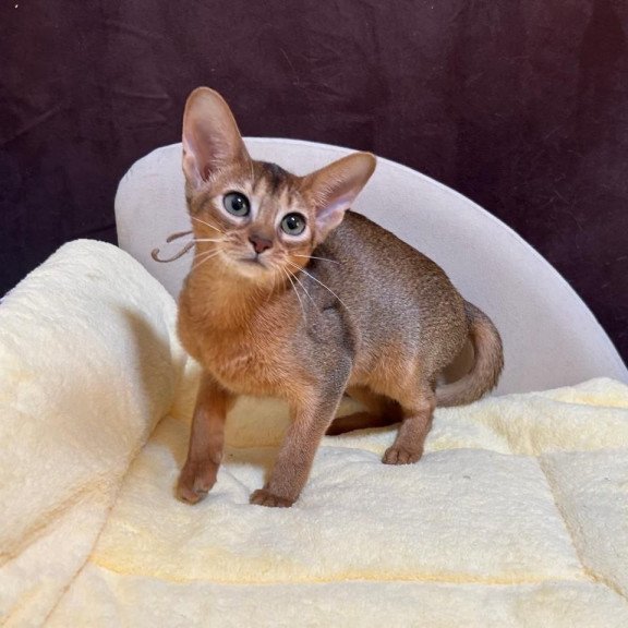 Abyssinian A Capa