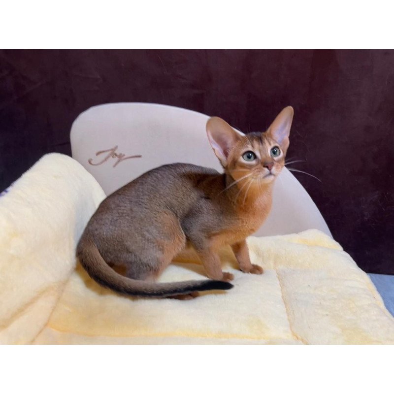 Abyssinian A Capa