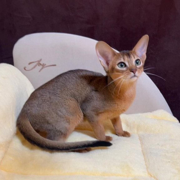 Abyssinian A Capa