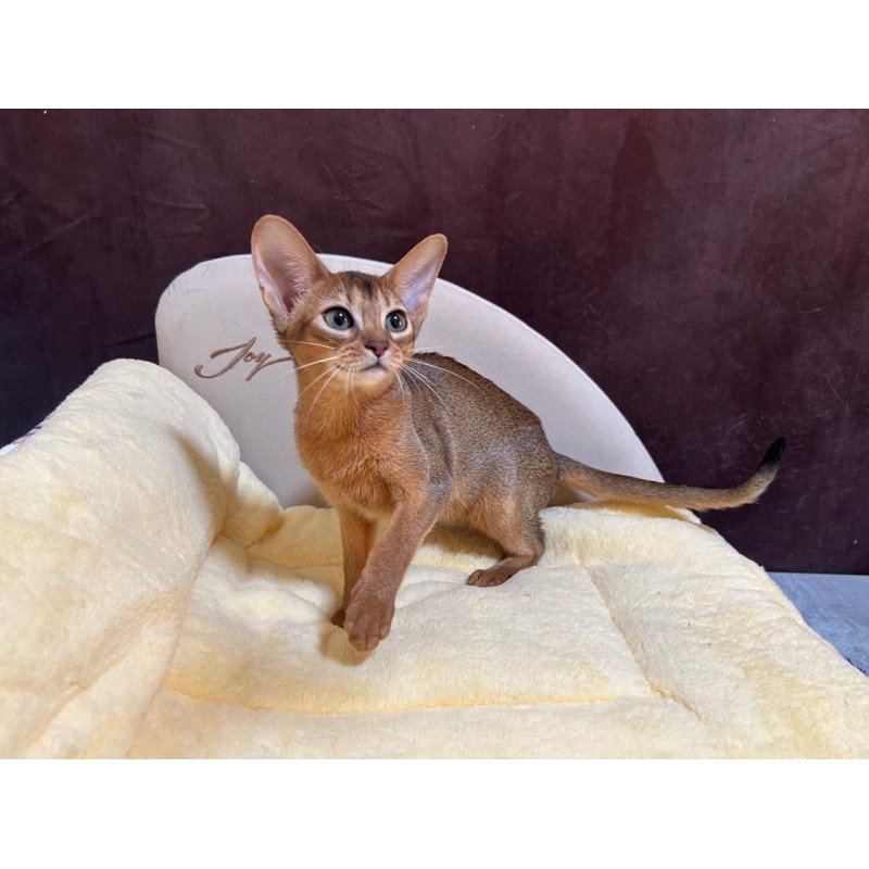 Abyssinian A Capa