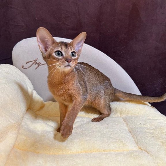 Abyssinian A Capa