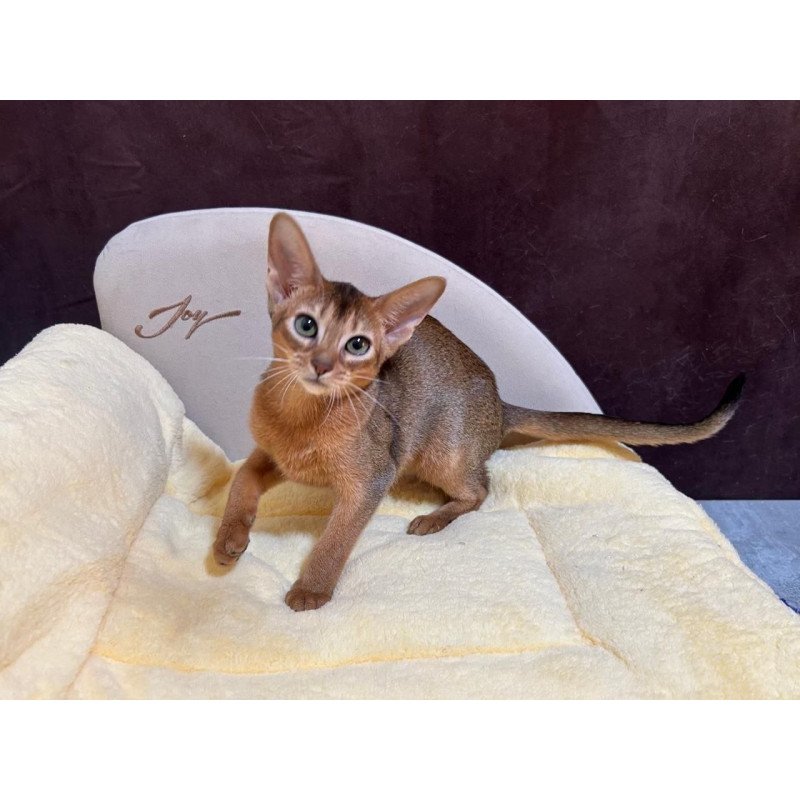 Abyssinian A Capa