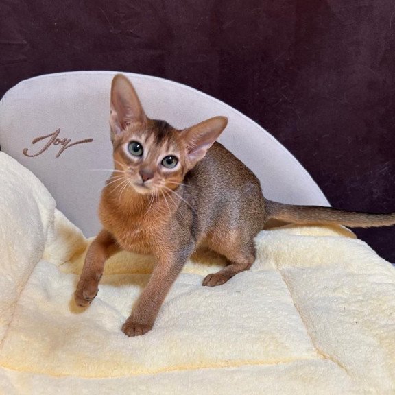 Abyssinian A Capa