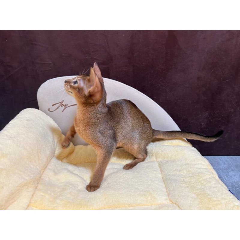 Abyssinian A Capa