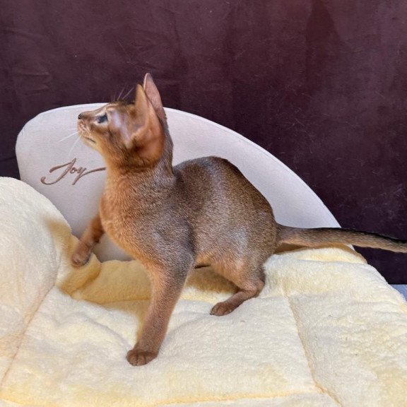 Abyssinian A Capa