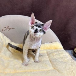 Devon Rex A Veronika