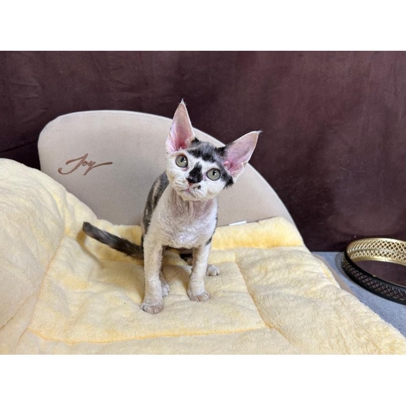 Devon Rex A Veronika