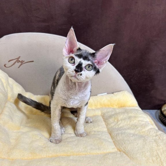 Devon Rex A Veronika