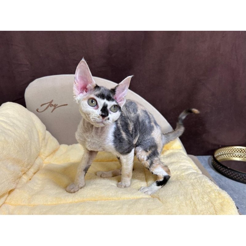 Devon Rex A Veronika