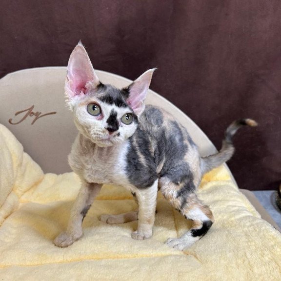 Devon Rex A Veronika