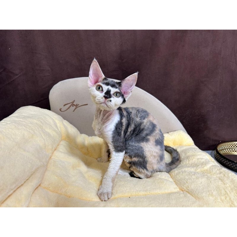 Devon Rex A Veronika