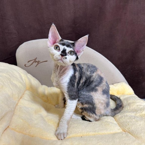 Devon Rex A Veronika