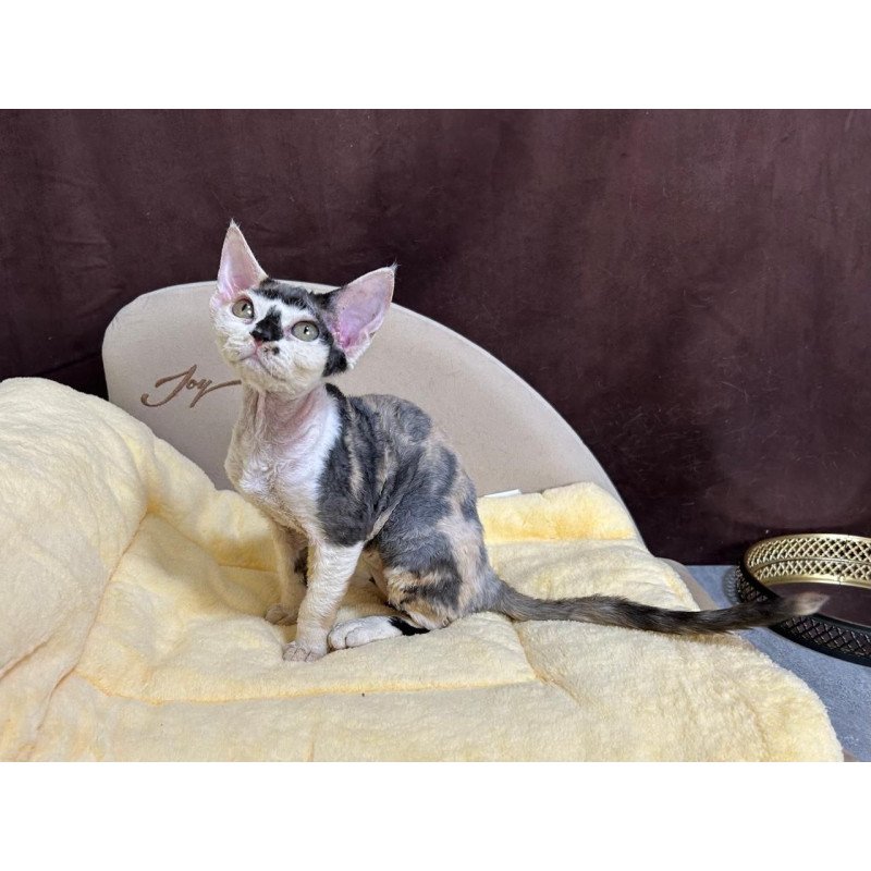 Devon Rex A Veronika