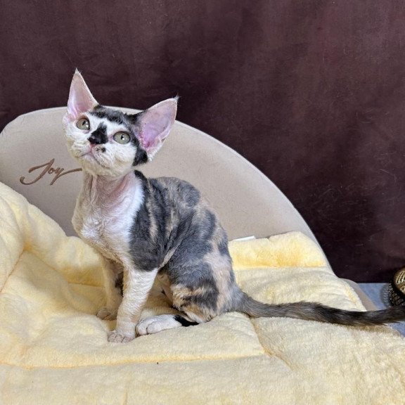 Devon Rex A Veronika