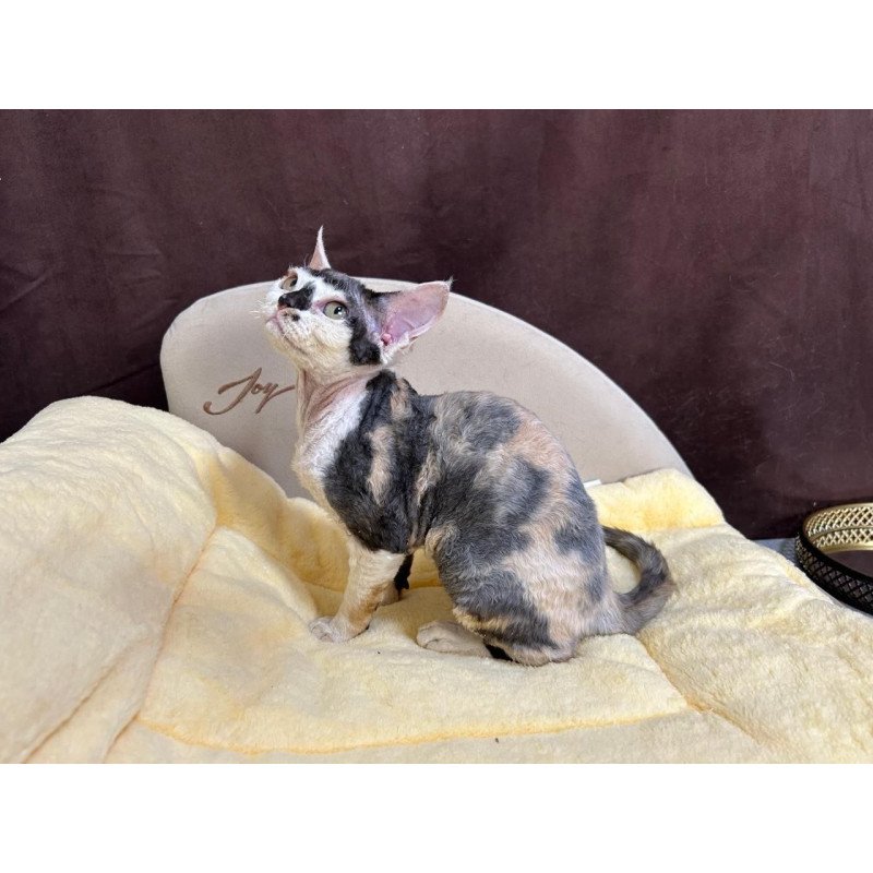 Devon Rex A Veronika