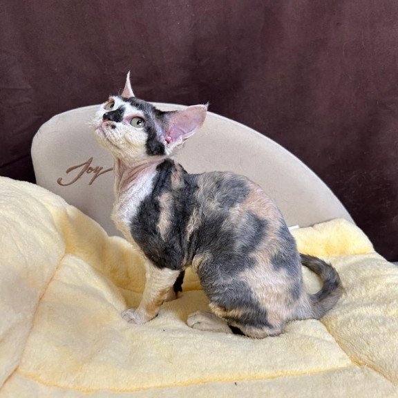 Devon Rex A Veronika