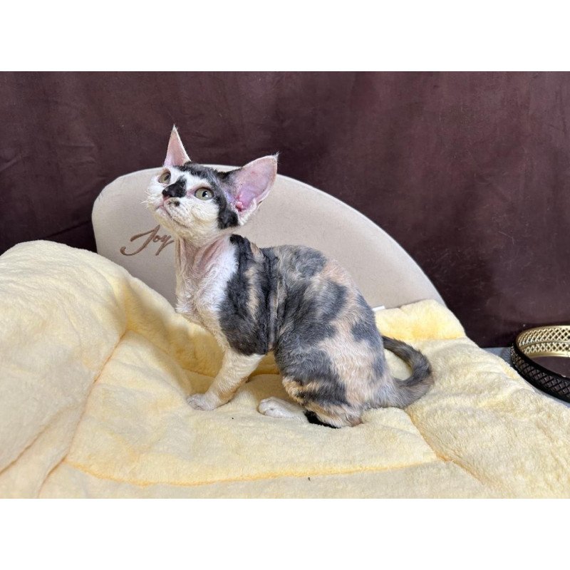 Devon Rex A Veronika