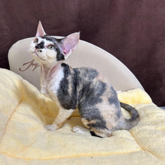 Devon Rex A Veronika