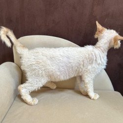 Devon Rex A Bazilio