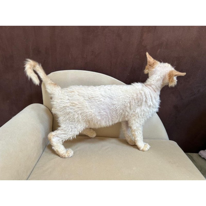 Devon Rex A Bazilio