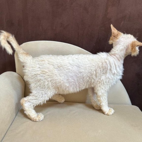 Devon Rex A Bazilio