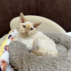 Devon Rex A Bazilio