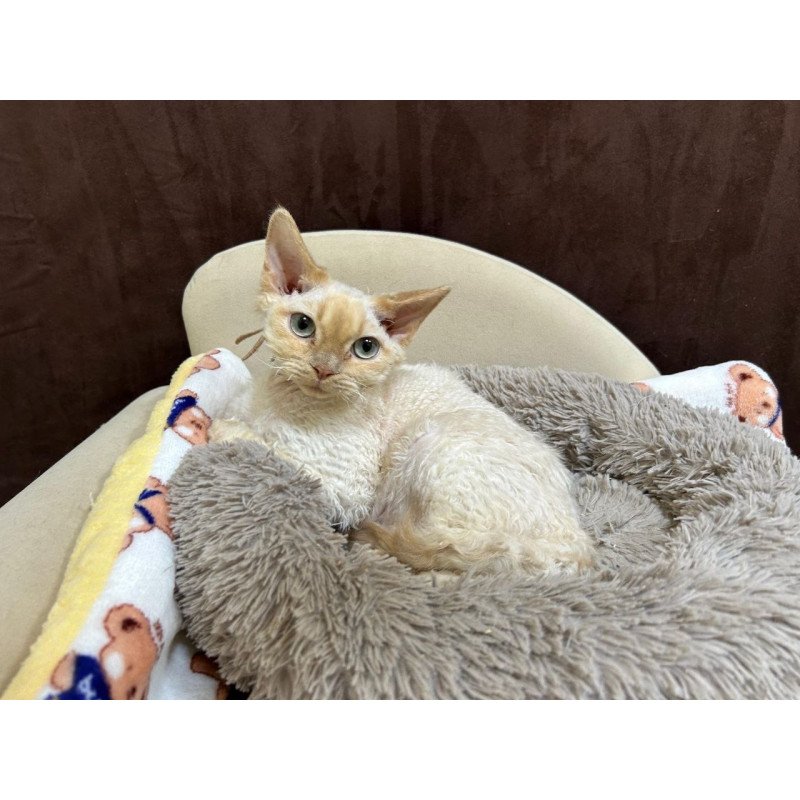 Devon Rex A Bazilio