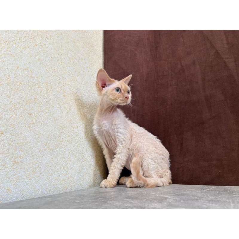 Devon Rex A Bazilio