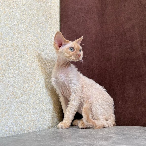 Devon Rex A Bazilio